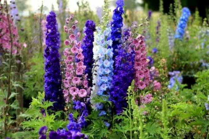 Growing delphiniums no sēklām mājās