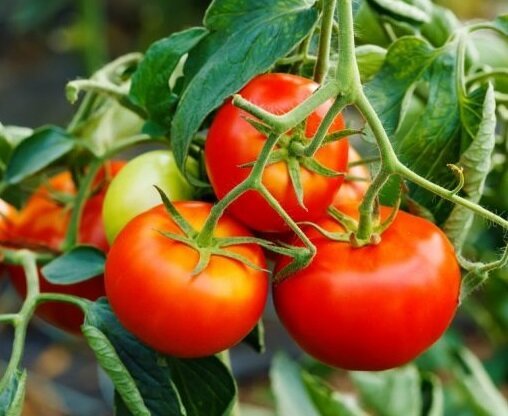 Kā paplašināt augļu tomātiem augustā