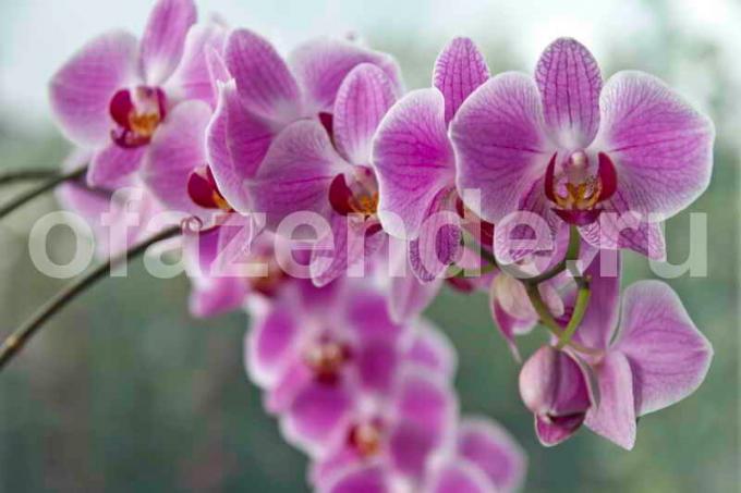 Growing orhidejas. Ilustrācija rakstu tiek izmantota standarta licenci © ofazende.ru