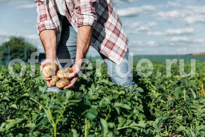 Growing kartupeļi salmiem