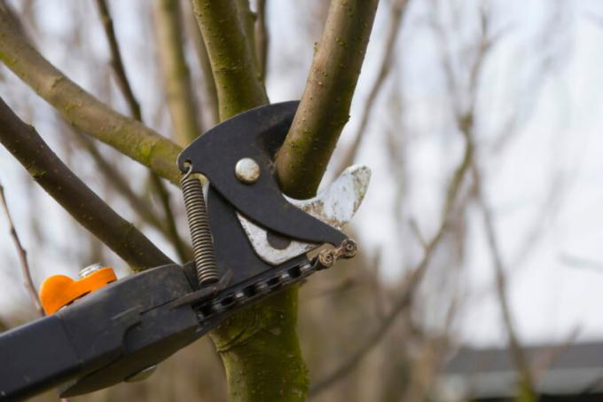 Kā pagarināt dzīvi vecu koku