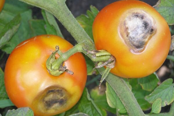 Brown brūni plankumi uz lapām tomātu: kas tas ir un kā cīnīties