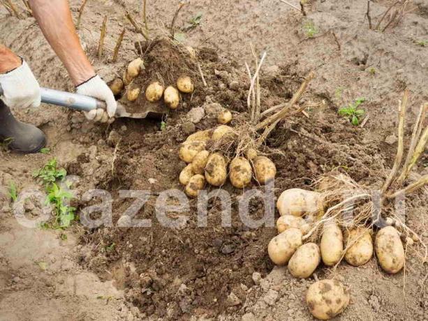 Lielisks ražu kartupeļu ar metodi Balabanov