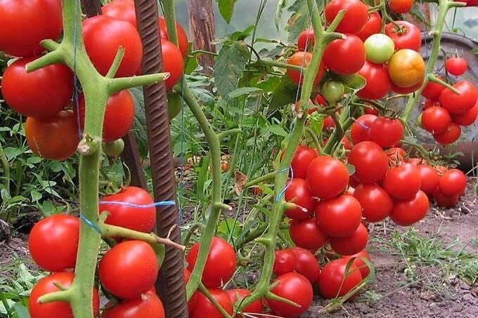 Kā man ir gandrīz 2 reizes lielāks ražu tomātu ar vienkāršu pārsēju