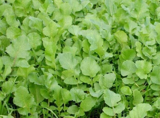 Eļļas rutki - viens zaļmēslojumu, kas aizsargā dārzu no nezālēm