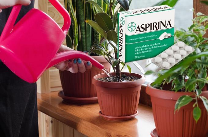 Aspirīns - īsts atradums ziediem ziemā. Kas tas ir un kā pieteikties