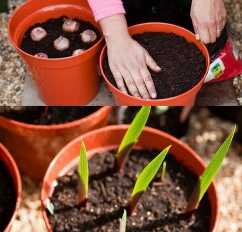 Sēklkopība metode gladiolu ietver zināmas grūtības, tāpēc dārznieki jaunpienācēji ķerties pie tā nav ieteicama. Augstas kvalitātes funkcijas var ne vienmēr nodot tieši caur sēklām. Pavairošana mūsdienu hibrīdu gladiolu neizdosies. Sēklu metodi praktizē starp audzētājiem, lai attīstītu jaunas šķirnes. Ja jūs vēlaties, lai augt gladiolas no sēklām, ir nepieciešams, lai iegūtu stādāmo materiālu augsto kvalitāti. Kā likums, uzrādītie specializētajos veikalos sēklas, tiek rūpīgi atlasīti un pilnībā atbilst šķirnes.