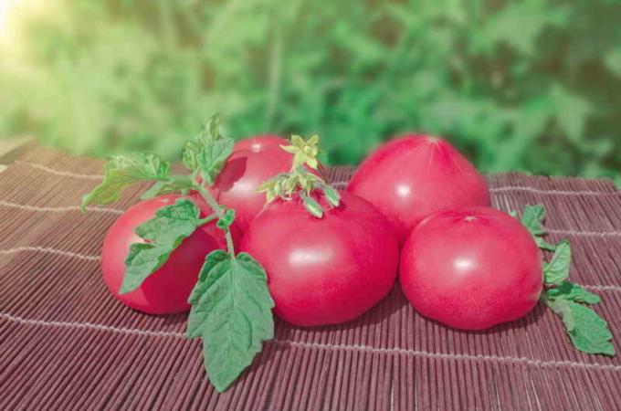 Vintage rozā tomāti. Ilustrācija rakstu tiek izmantota standarta licenci © ofazende.ru