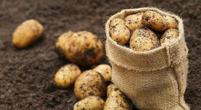Kā sagatavot augsni rudenī saskaņā ar kartupeļiem, un pēc tam iegūt labu ražu