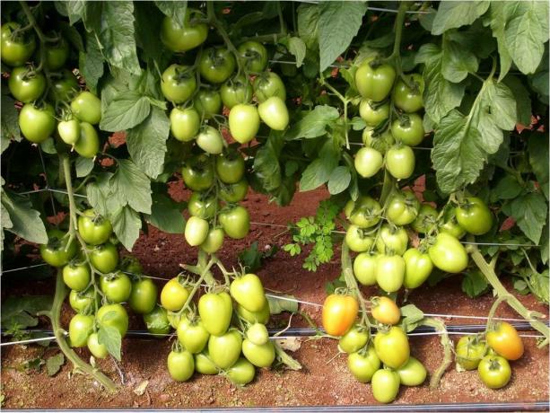5 labākie šķirņu raža agrīnas pundur- (!) Tomatoes par atklātā zemes (2020)