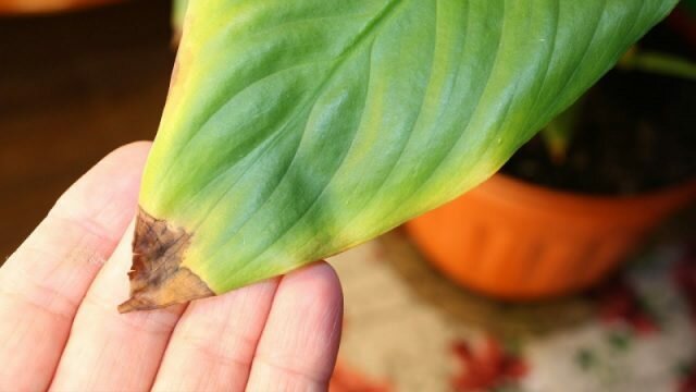 Tropical skaists Spathiphyllum reaģē uz sausuma un karstuma viena no pirmajām