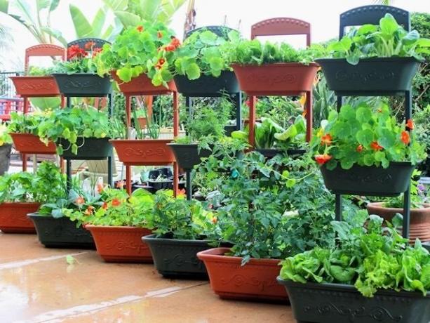 Kā audzēt dārzeņus konteineros