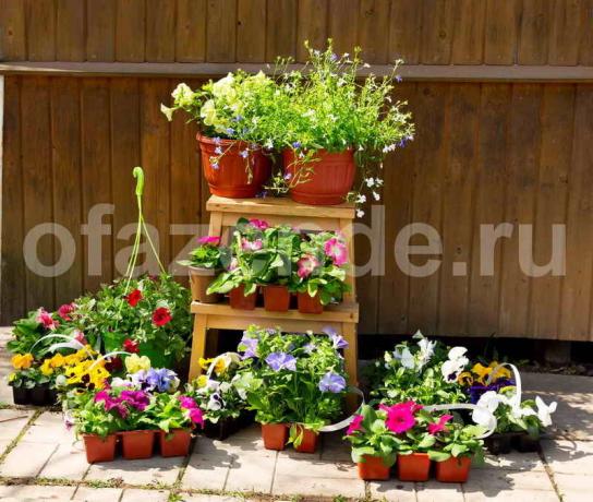 Growing petunias. Ilustrācija rakstu tiek izmantota standarta licenci © ofazende.ru