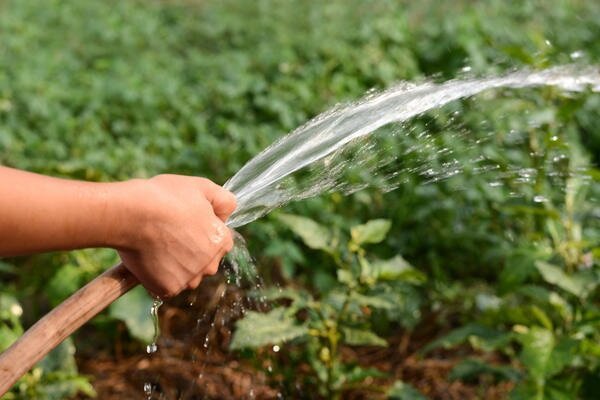 Vai ir iespējams, lai ūdens augus dārzā ar aukstu ūdeni? Mana pieredze