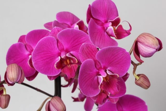 Kā rūpēties par ziedēšanas orhideja ka uzplaukusi tik ilgi, cik iespējams,