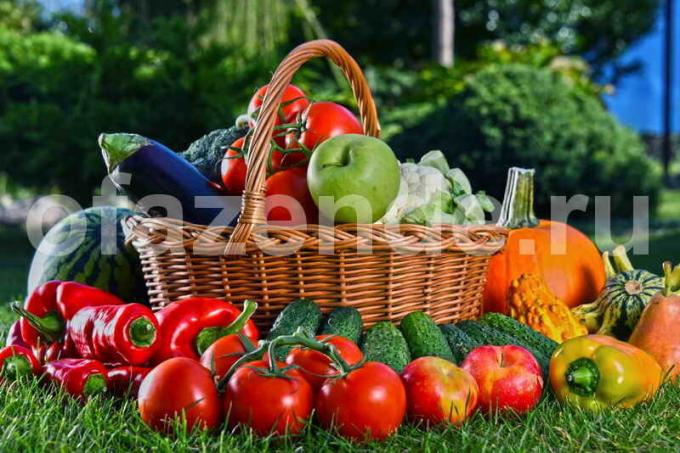 Audzēšana dārzeņiem. Ilustrācija rakstu tiek izmantota standarta licenci © ofazende.ru