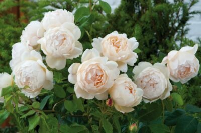 English Roses David Austin - bērni karalieni