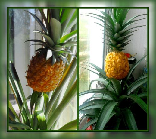 Kā augt ananāsu uz palodzes un saņemt krāšņs ziedu istaba