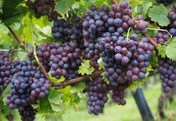 Kā augu un aprūpi par vīnogulājiem, lai iegūtu labu ražu