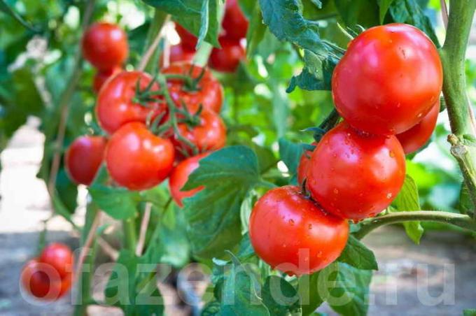 Kā un kad smidzināšanas tomātus, lai saglabātu un palielinātu ražu