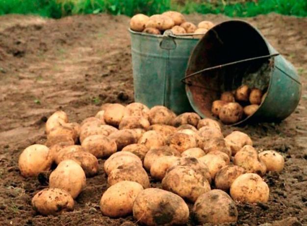 Kā palielināt ražu kartupeļu