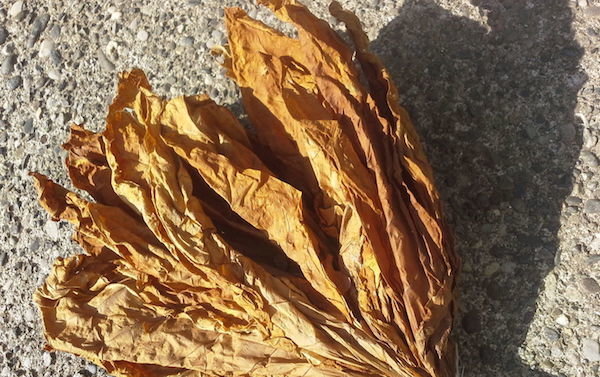 Kaltētas tabakas lapas ir viegli sadalīti un sabruka savās rokās