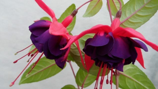 Double ziedi ar sārtināt kauslapām un tumši violetu ziedlapiņām