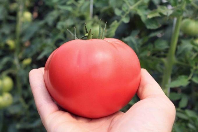 Kā palielināt cukura saturs tomātu, ja tie ir "skāba". viegli recepte