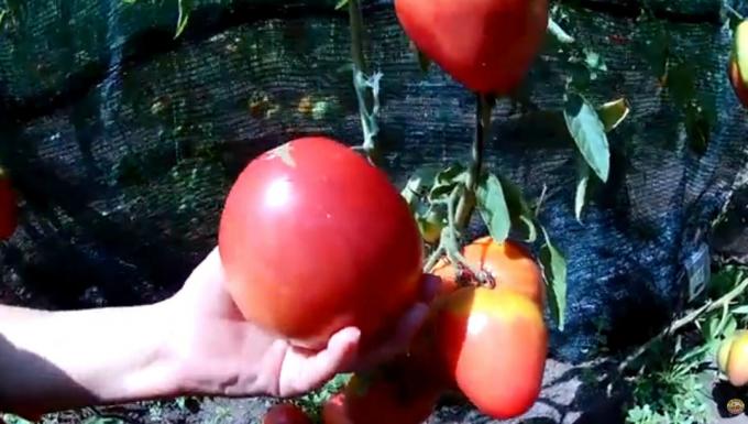 "Gaļas" nekad nav pārāk daudz. Top 3 vairums mīkstus un ražīgas šķirnes tomātu Jūsu siltumnīcās un dārzi