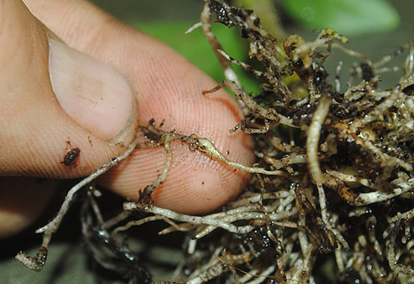 Novērš rašanos saknes mezglu nematodi nākamajā sezonā