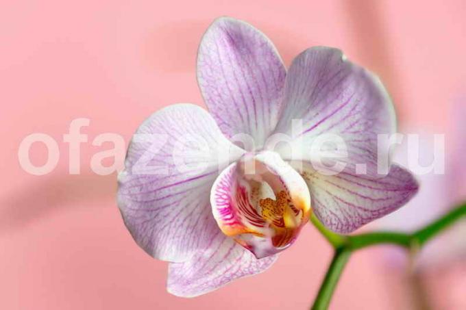 Orchid zieds. Ilustrācija rakstu tiek izmantota standarta licenci © ofazende.ru