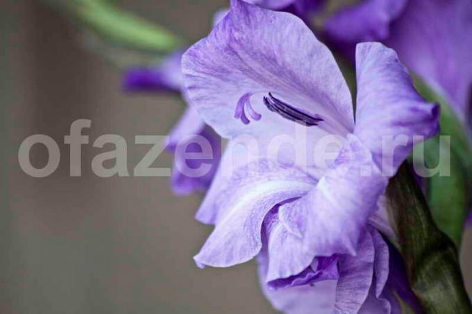 5 noslēpumi audzēšanas gladiolu