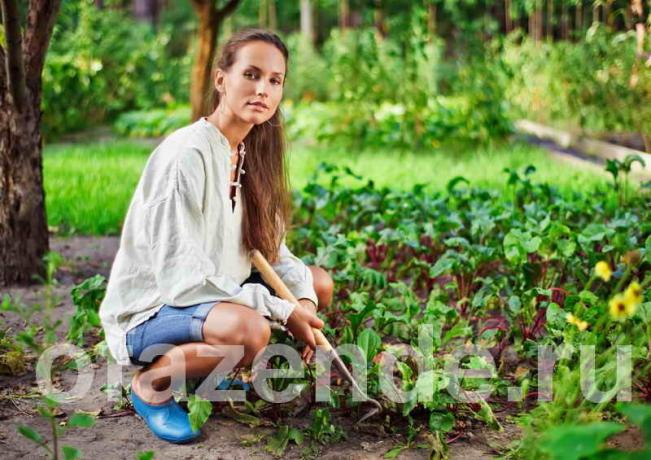 Dārzeņu dārzs slinki cilvēki. Ilustrācija rakstu tiek izmantota standarta licenci © ofazende.ru