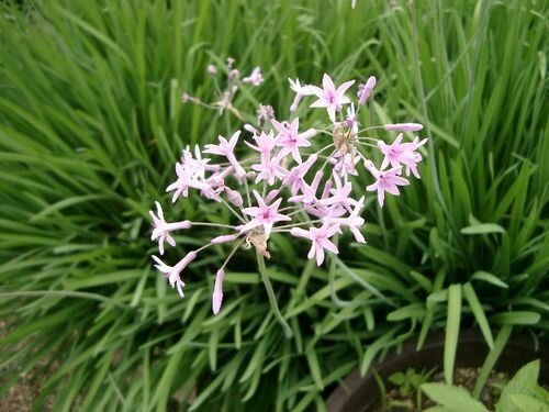 tulbaghia violeta