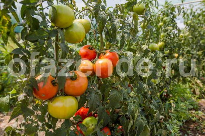 Growing tomāti. Ilustrācija rakstu tiek izmantota standarta licenci © ofazende.ru