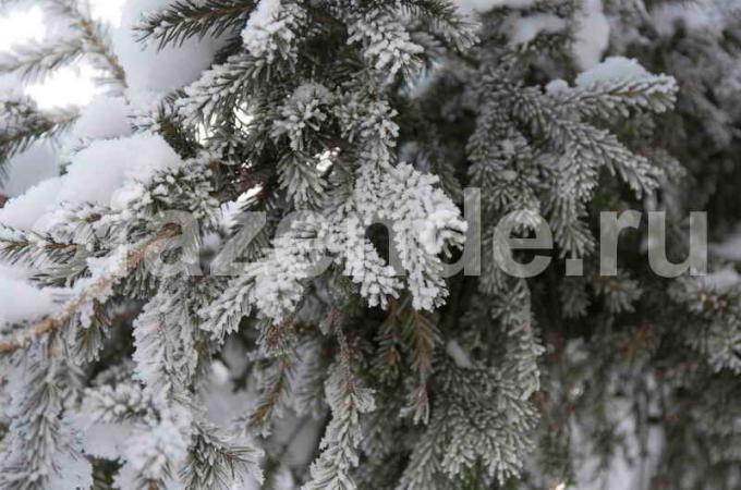 Sagatavošana skuju koku ziemā. Ilustrācija rakstu tiek izmantota standarta licenci © ofazende.ru