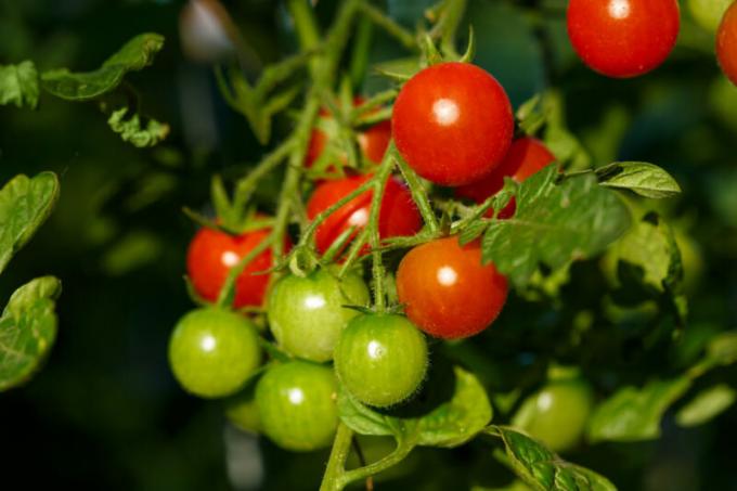 Ķiršu tomāti ir piemērotas dārza telpās. Ilustrācija rakstu tiek izmantota standarta licenci © ofazende.ru