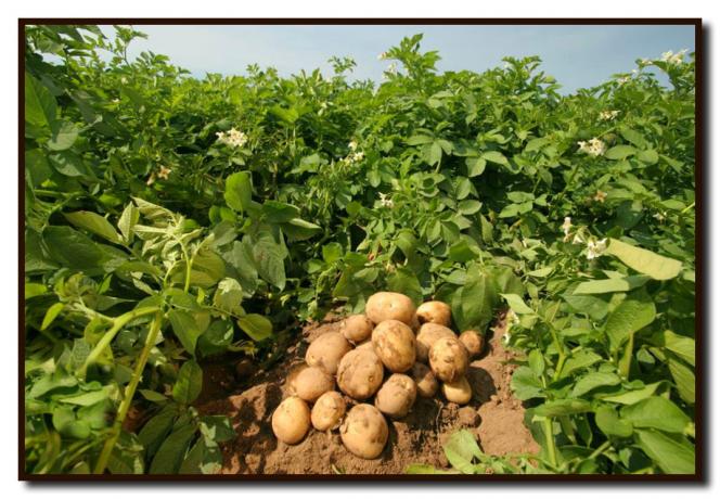 Kā panākt rekordlielu ražu kartupeļu uz savas zemes, uz īsu laiku