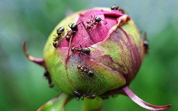 Vai man ir tikt galā ar skudru par peonija pumpuriem