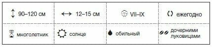 Centrālajā Krievijā optimālais laiks stādīšanas Gladiolus krist beigās aprīlī un maija sākumā. Nedaudz samazinās temperatūra šajā periodā nevar kaitēt paraugus stāda zemē. Dienvidos var stādīt gladiolas aprīļa sākumā. Saskaņā ar karsta saule nāk nosusināšana augsni, tāpēc, lai aizkavētu iekāpšanu pieredzējuši dārznieki nav ieteikt.