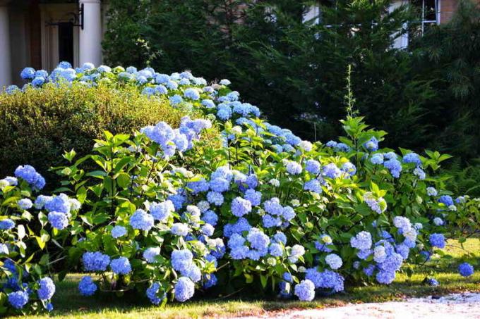 Kultivēšana hydrangeas dārzā