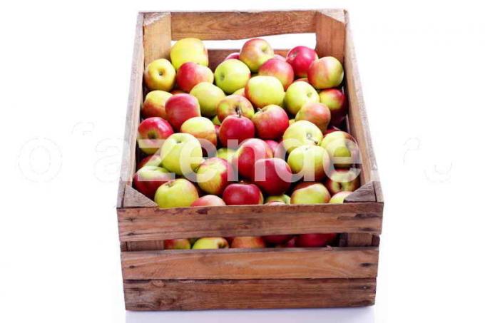 Turot ābolus. Ilustrācija rakstu tiek izmantota standarta licenci © ofazende.ru