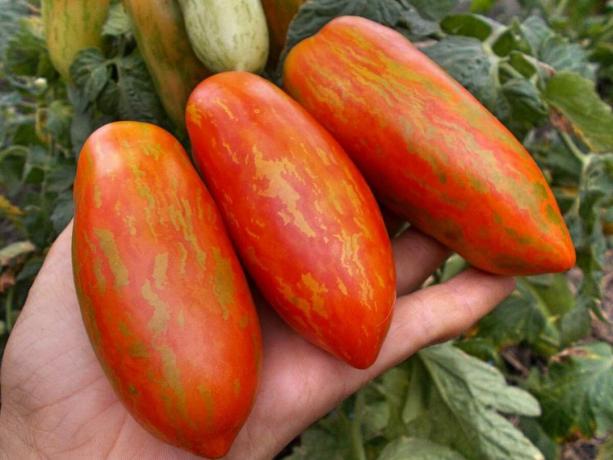 Trīs šķirnes agrīnās tomāti, kas noteikti pārsteigs ar savu unikalitāti un ražīgumu (4 daļa)