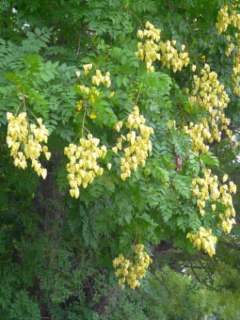 K. paniculata