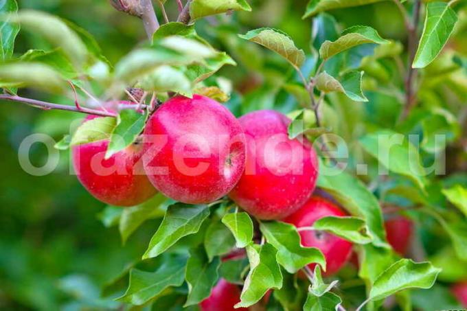 Āboli par jaunu ābeles. Ilustrācija rakstu tiek izmantota standarta licenci © ofazende.ru