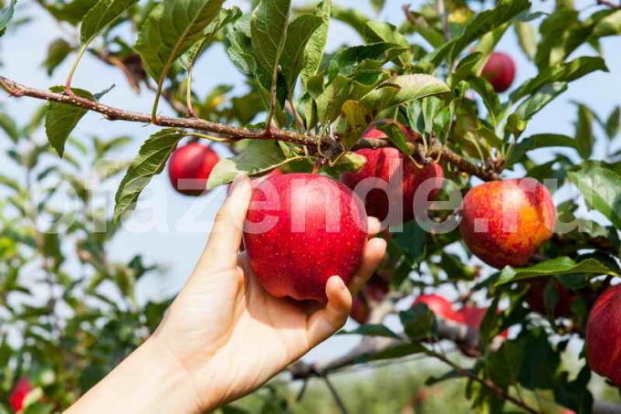 Growing ābeles. Ilustrācija rakstu tiek izmantota standarta licenci © ofazende.ru
