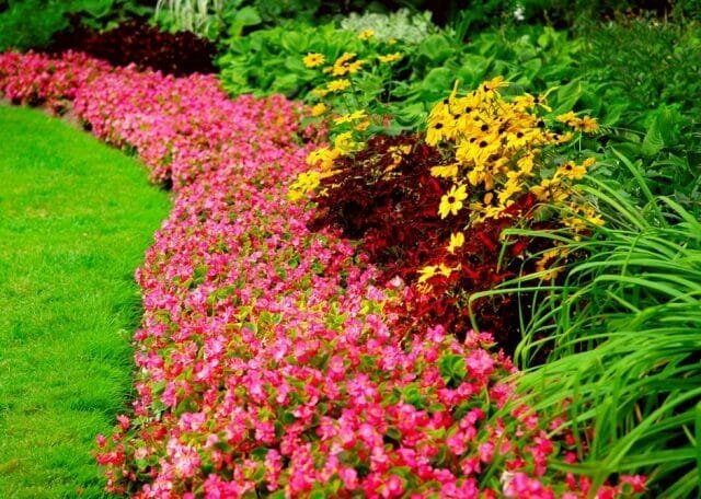 Stādiem - ziedu visos gadalaikos: Tips dārznieki