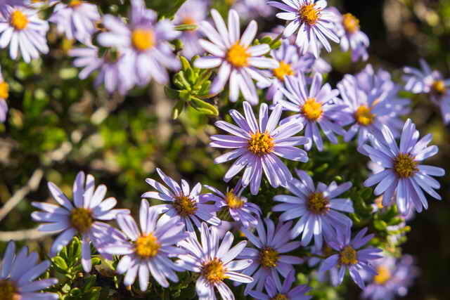 Blue ziedkopām (Foto izmantota saskaņā ar standarta licenci © ofazende.ru)