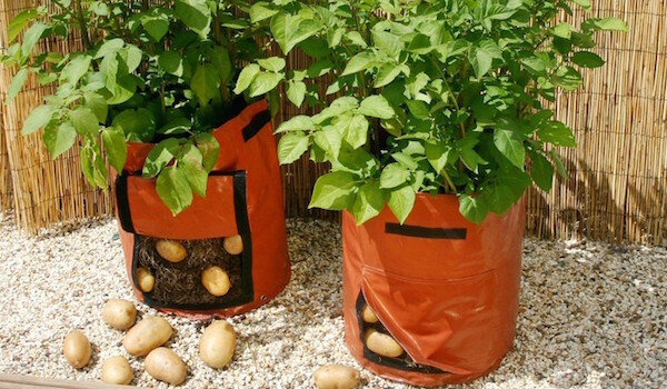 Stādīs kartupeļus maisos: jauna tehnoloģija vai laika izšķiešana?