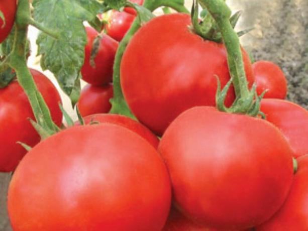 Lielākā daļa agrīnās šķirnes tomāti: veidi un apraksti